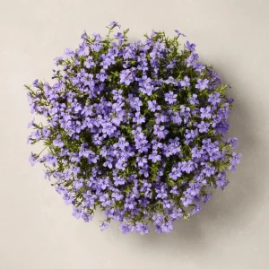 Lobelia Crystal Palace Seeds - Violet-Blue Edging Flowers - 50 Seed Pack - Image 3