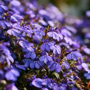 Lobelia Crystal Palace Seeds - Violet-Blue Edging Flowers - 50 Seed Pack - Image 5