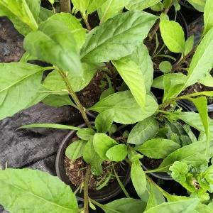 Longevity Spinach Live Plant – 12-16 inches tall – Half Gallon Pot – Edible Herb - Image 2