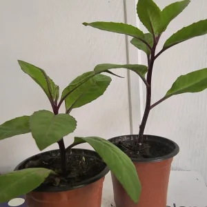 Longevity Spinach Live Plant – 12-16 inches tall – Half Gallon Pot – Edible Herb - Image 3