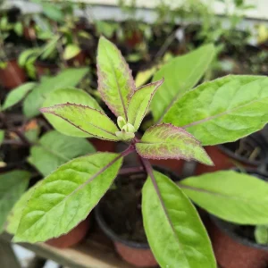 Longevity Spinach Live Plant – 12-16 inches tall – Half Gallon Pot – Edible Herb - Image 1