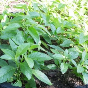 Longevity Spinach Live Plant – Gynura Procumbens – 4 inch Pot – Edible Herb - Image 4