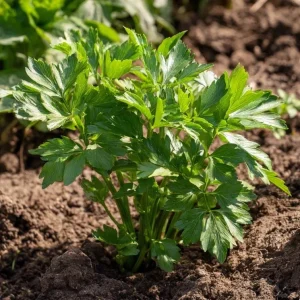 Lovage Seeds – Levisticum officinale, Culinary & Medicinal Herb, Hardy Perennial, 50 Seeds - Image 3
