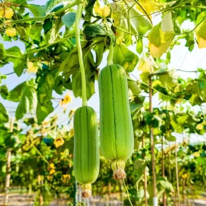 Luffa Gourd Seeds - Heirloom Edible Sponge Gourd (15 Seeds) - Grow Your Own - Image 2