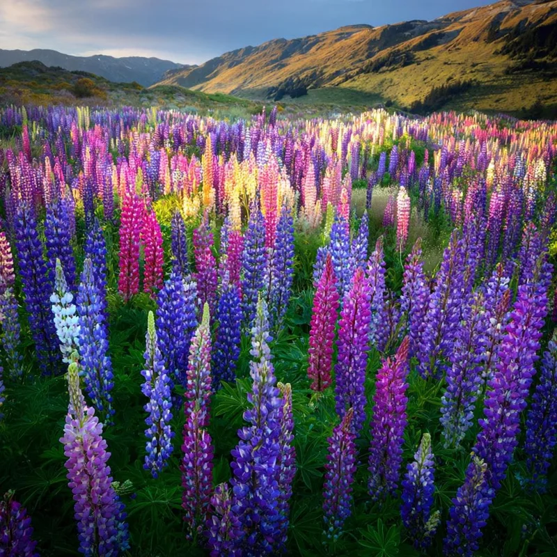 Lupine Seeds Rainbow Mixed Color - Vibrant Multi-Colored Spikes - 50 Seeds - Image 3