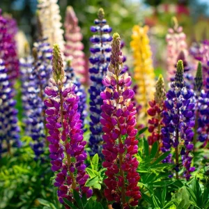 Lupine Seeds Rainbow Mixed Color - Vibrant Multi-Colored Spikes - 50 Seeds - Image 7