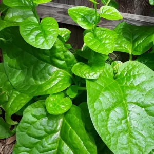Malabar Spinach Live Plant – Edible Vine – 4 inch Pot – Outdoor/Indoor - Image 1