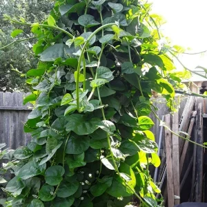 Malabar Spinach Live Plant – Edible Vine – 4 inch Pot – Outdoor/Indoor - Image 2