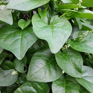 Malabar Spinach Live Plant – Edible Vine – 4 inch Pot – Outdoor/Indoor - Image 3