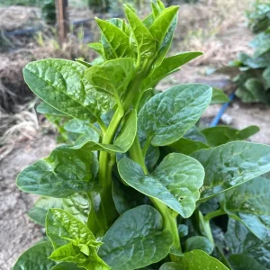 Malabar Spinach Live Plant – Edible Vine – 4 inch Pot – Outdoor/Indoor - Image 4