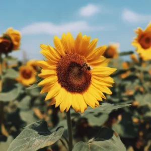 Mammoth Grey Stripe Sunflower Seeds - Giant Heirloom, 15 Edible Seeds, Outdoor - Image 1