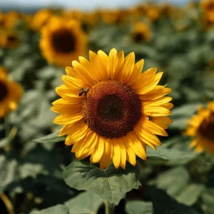 Mammoth Grey Stripe Sunflower Seeds - Giant Heirloom, 15 Edible Seeds, Outdoor - Image 3