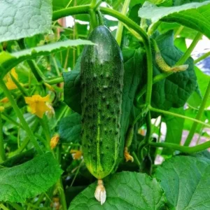 Marketmore Cucumber Live Plant - Heirloom Vegetable, 4-6" Tall in 4" Pot, Outdoor Garden - Image 2
