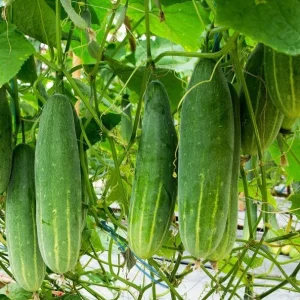 Marketmore Cucumber Live Plant - Heirloom Vegetable, 4-6