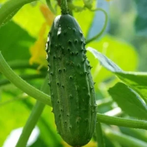 Marketmore Cucumber Live Plant - Heirloom Vegetable, 4-6