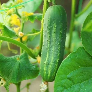 Marketmore Cucumber Live Plant - Heirloom Vegetable, 4-6