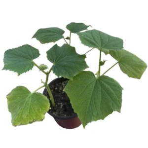 Marketmore Cucumber Live Plant - Heirloom Vegetable, 4-6