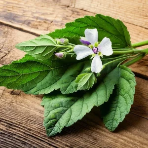 Marshmallow Seeds (Althaea officinalis) - 50 Count Perennial Medicinal Herb Seeds - Image 2