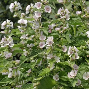 Marshmallow Seeds (Althaea officinalis) - 50 Count Perennial Medicinal Herb Seeds - Image 1