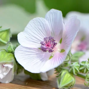 Marshmallow Seeds (Althaea officinalis) - 50 Count Perennial Medicinal Herb Seeds - Image 5