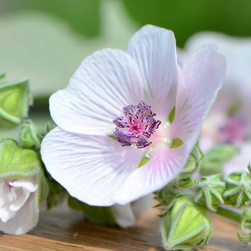 Marshmallow Seeds (Althaea officinalis) - 50 Count Perennial Medicinal Herb Seeds - Image 5