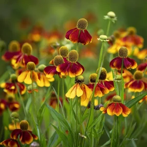 Mexican Hat Coneflower Seeds – Ratibida columnifera – 300 Seeds Perennial Meadow Blooms - Image 2