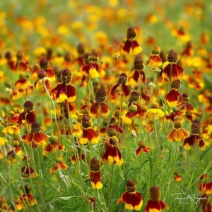 Mexican Hat Coneflower Seeds – Ratibida columnifera – 300 Seeds Perennial Meadow Blooms - Image 3