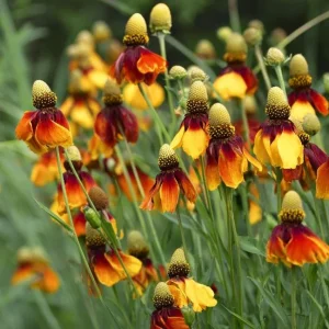 Mexican Hat Coneflower Seeds – Ratibida columnifera – 300 Seeds Perennial Meadow Blooms - Image 4