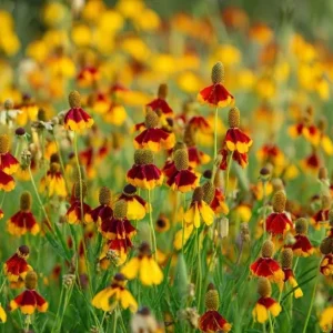 Mexican Hat Coneflower Seeds – Ratibida columnifera – 300 Seeds Perennial Meadow Blooms - Image 1
