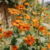 Mexican Sunflower Seeds Tithonia rotundifolia - 50 Seeds - Bright Orange Blooms - Image 1