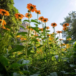 Mexican Sunflower Seeds Tithonia rotundifolia - 50 Seeds - Bright Orange Blooms - Image 2