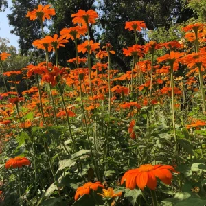 Mexican Sunflower Seeds Tithonia rotundifolia - 50 Seeds - Bright Orange Blooms - Image 4