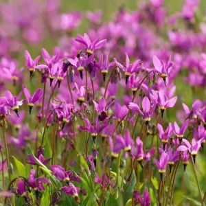 Midland Shooting Star Seeds - Dodecatheon meadia - 25 Seeds - Pollinator Friendly Wildflower - Image 3