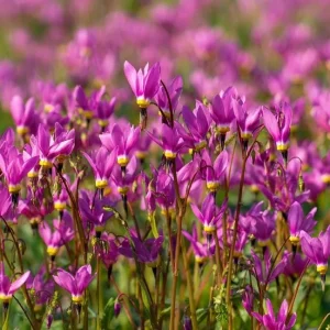 Midland Shooting Star Seeds - Dodecatheon meadia - 25 Seeds - Pollinator Friendly Wildflower - Image 1