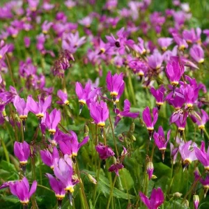 Midland Shooting Star Seeds - Dodecatheon meadia - 25 Seeds - Pollinator Friendly Wildflower - Image 4