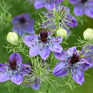 Midnight Nigella Seeds - 100 Deep Blue-Black Love-in-a-Mist Flowers - Image 2