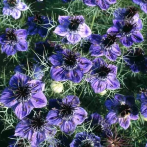 Midnight Nigella Seeds - 100 Deep Blue-Black Love-in-a-Mist Flowers - Image 3