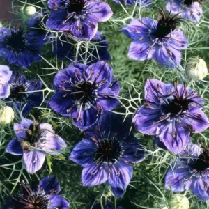 Midnight Nigella Seeds - 100 Deep Blue-Black Love-in-a-Mist Flowers - Image 1