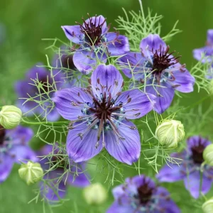 Midnight Nigella Seeds - 100 Deep Blue-Black Love-in-a-Mist Flowers - Image 4