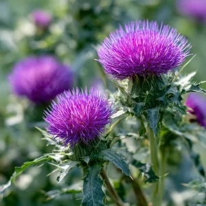 Milk Thistle Seeds - 30 Heirloom Medicinal Herb Seeds for Garden & Culinary Use - Image 1