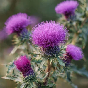 Milk Thistle Seeds - 30 Heirloom Medicinal Herb Seeds for Garden & Culinary Use - Image 3