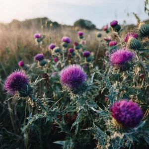 Milk Thistle Seeds - 30 Heirloom Medicinal Herb Seeds for Garden & Culinary Use - Image 4