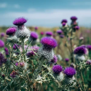 Milk Thistle Seeds - 30 Heirloom Medicinal Herb Seeds for Garden & Culinary Use - Image 5