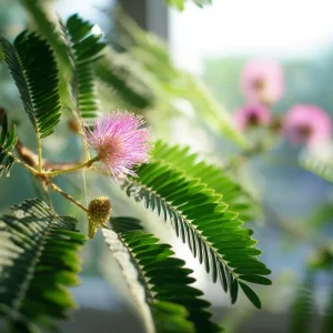Mimosa Pudica Seeds - 20 Sensitive Plant 'Touch-Me-Not' Seeds - Interactive Houseplant - Image 2