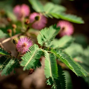 Mimosa Pudica Seeds - 20 Sensitive Plant 'Touch-Me-Not' Seeds - Interactive Houseplant - Image 1
