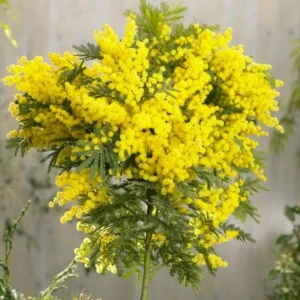 Mimosa Wattle Live Plant, Yellow Flowers, 3-5 Inch Tall in 4 Inch Pot, Outdoor Shrub - Image 2
