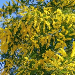 Mimosa Wattle Live Plant, Yellow Flowers, 3-5 Inch Tall in 4 Inch Pot, Outdoor Shrub - Image 3