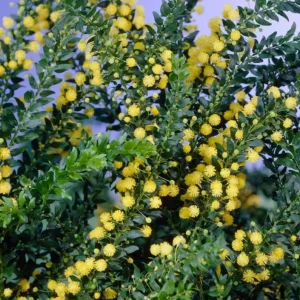 Mimosa Wattle Live Plant, Yellow Flowers, 3-5 Inch Tall in 4 Inch Pot, Outdoor Shrub - Image 4