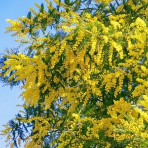 Mimosa Wattle Live Plant, Yellow Flowers, 3-5 Inch Tall in 4 Inch Pot, Outdoor Shrub - Image 5