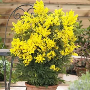 Mimosa Wattle Live Plant, Yellow Flowers, 3-5 Inch Tall in 4 Inch Pot, Outdoor Shrub - Image 6
